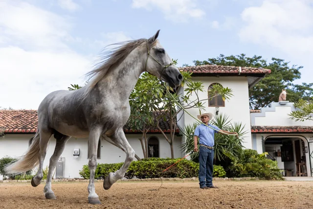 A horse and handler at the Stables