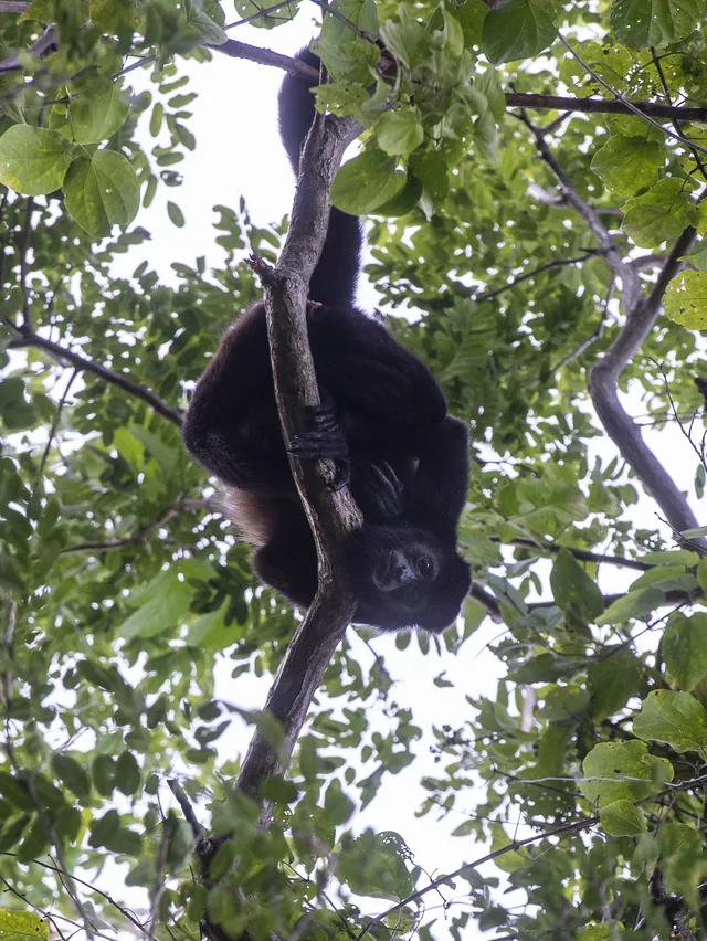 A monkey in the forest canopy