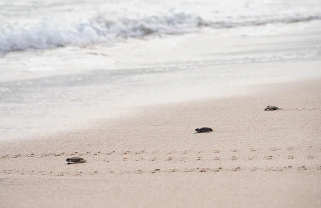 Hatchling turtles making their way toward the sea