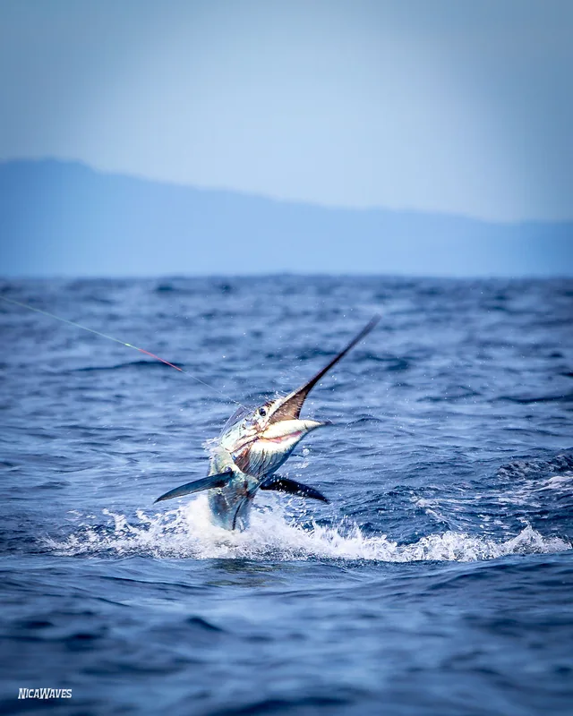 A fish leaping from the water on a fishing excursion