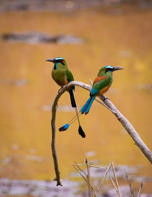 Colorful birds perched on branches